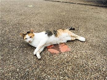 《最终幻想16》不是开放世界游戏 也能吸引新手和老手